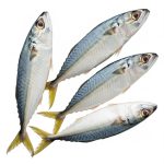I.Mackerel-01