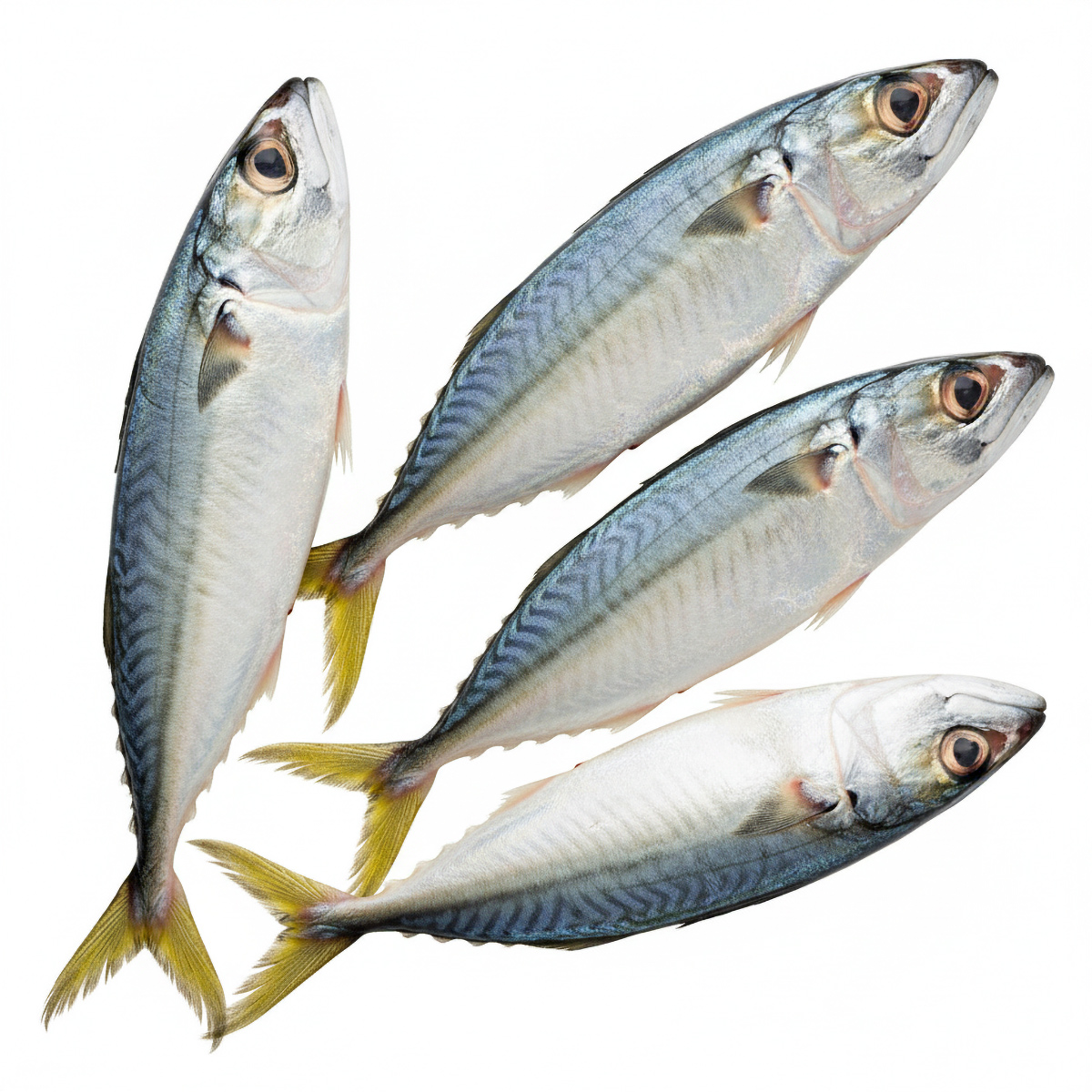 I.Mackerel-01