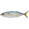I.Mackerel