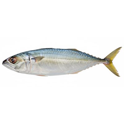 I.Mackerel