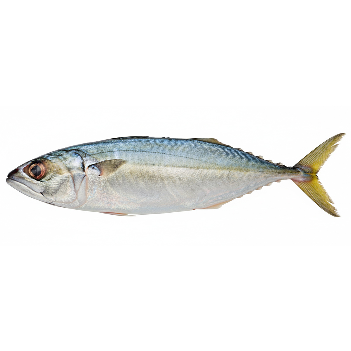I.Mackerel-02
