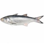 I.Salmon-03