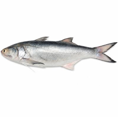 I.Salmon