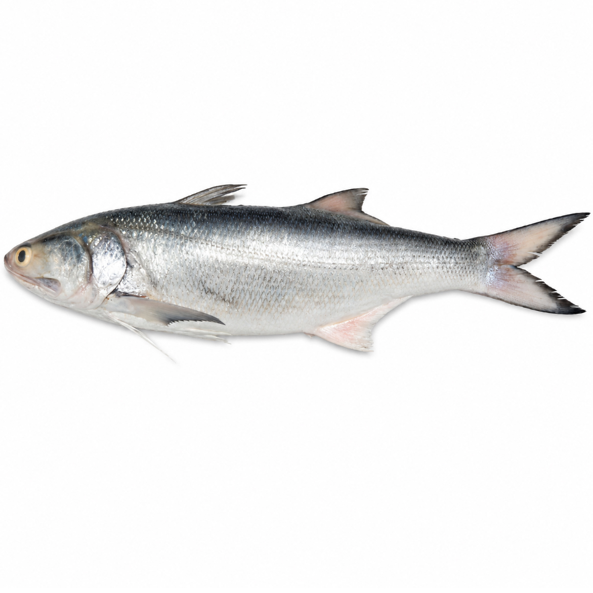 I.Salmon-03