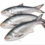 I.Salmon-04