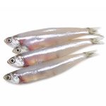 anchovy-03