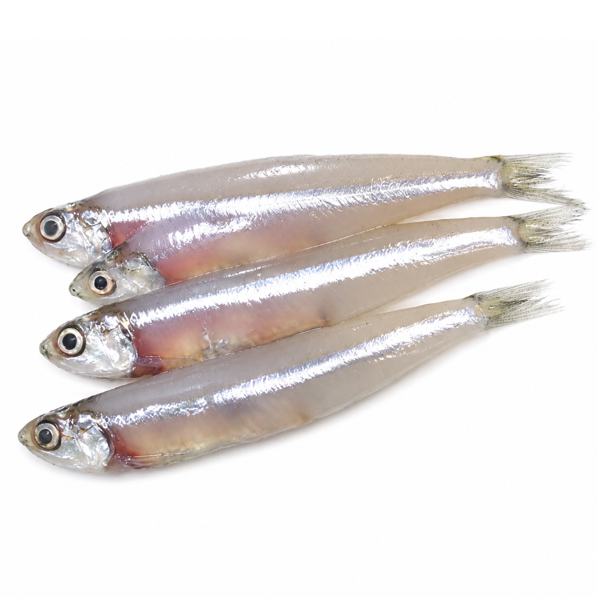 anchovy-03
