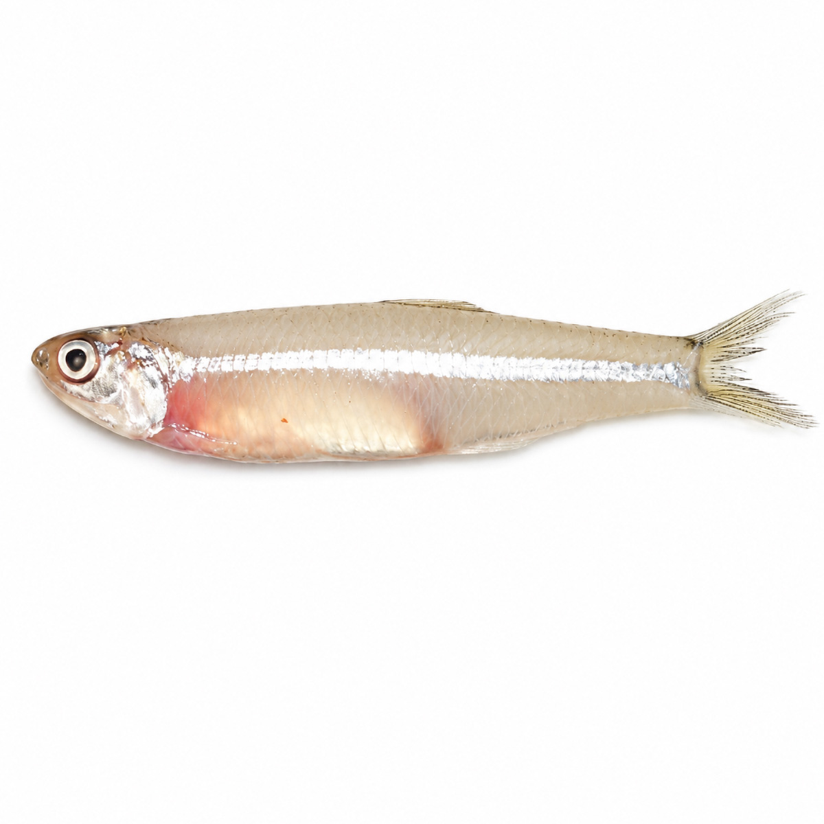 anchovy-04