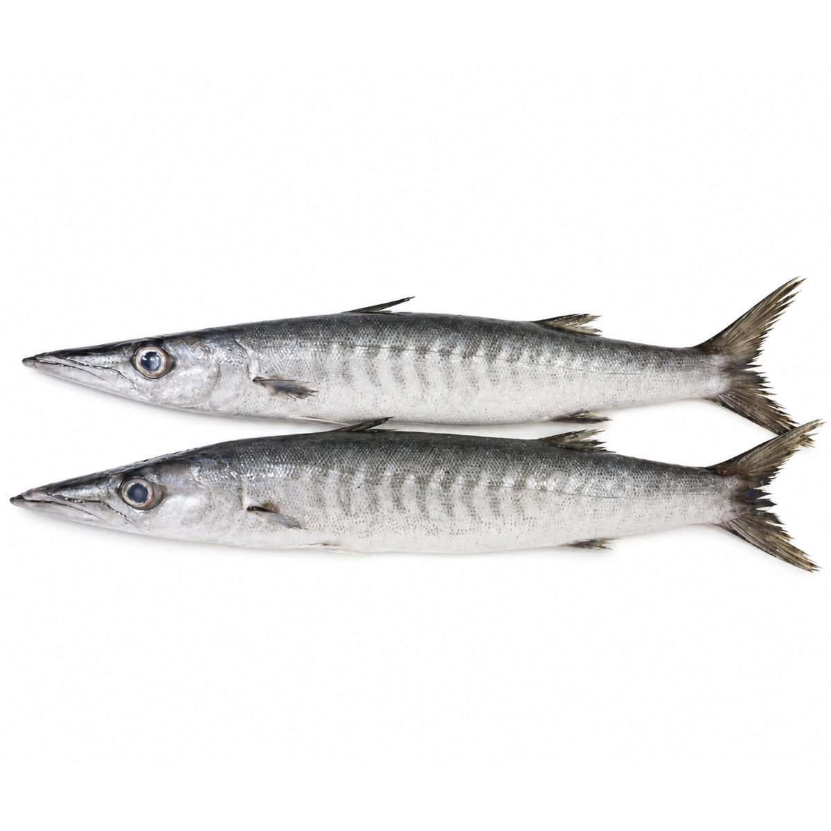 barracuda-01