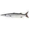 Barracuda