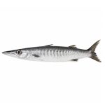 barracuda-02