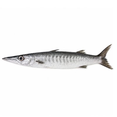 Barracuda
