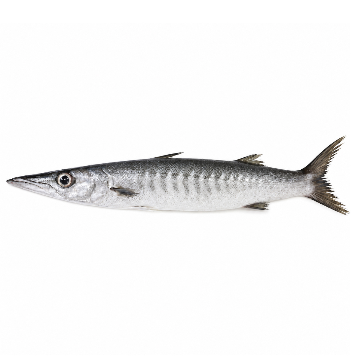 barracuda-02