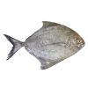 Black Pomfret