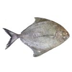black-pomfret-03