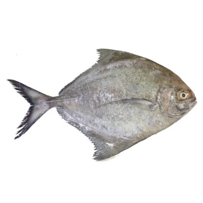 Black Pomfret