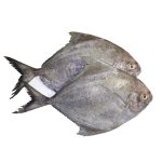 black-pomfret-04