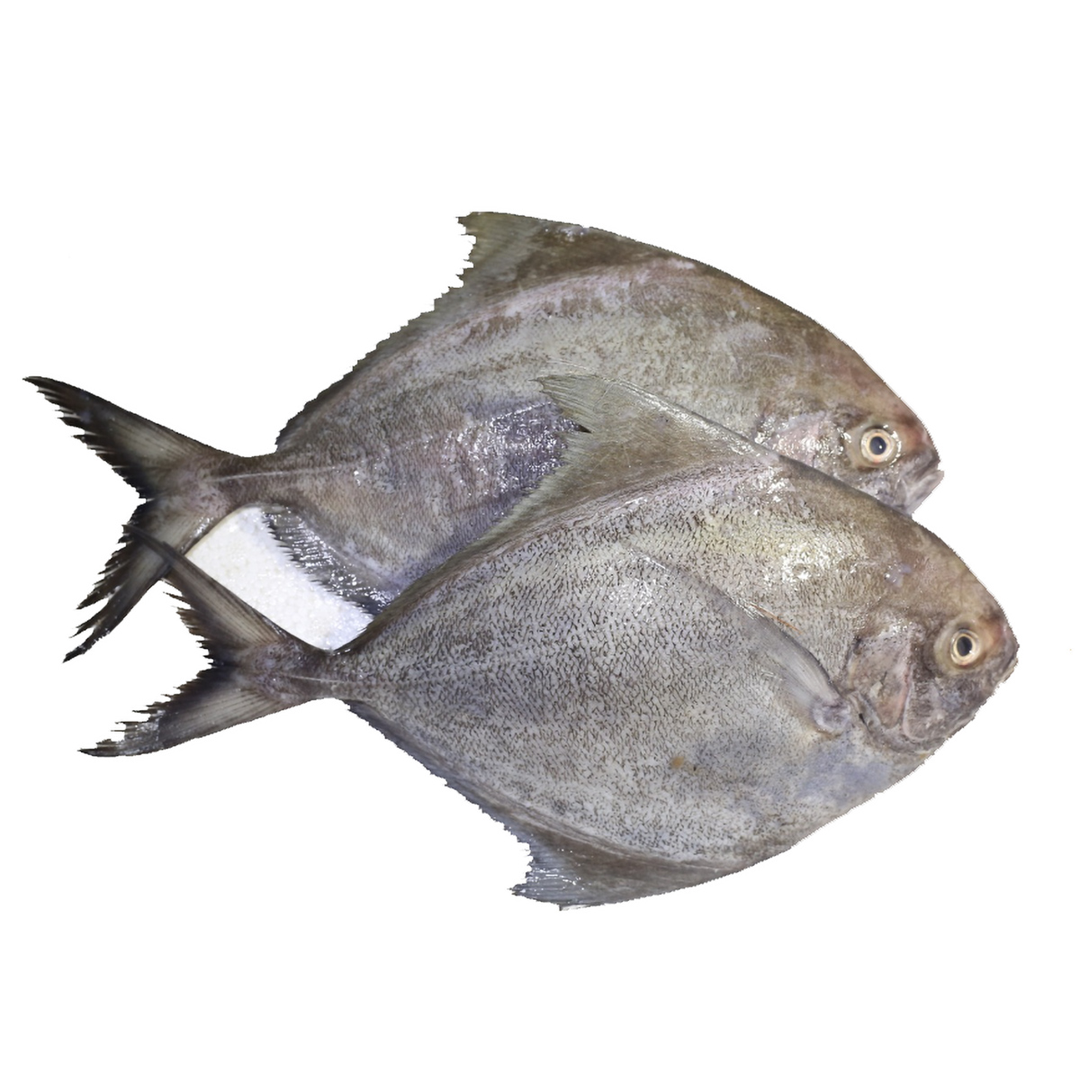 black-pomfret-04