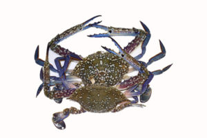 blue-crab