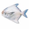 Chinese Pomfret
