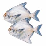 chinese-pomfret-02