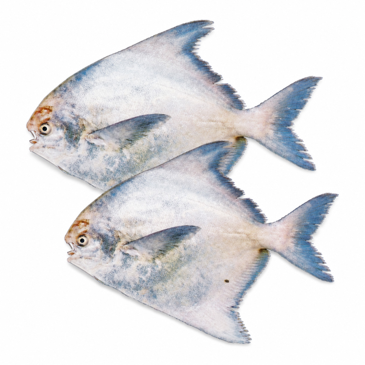 chinese-pomfret-02