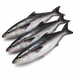 cobia-fish-01