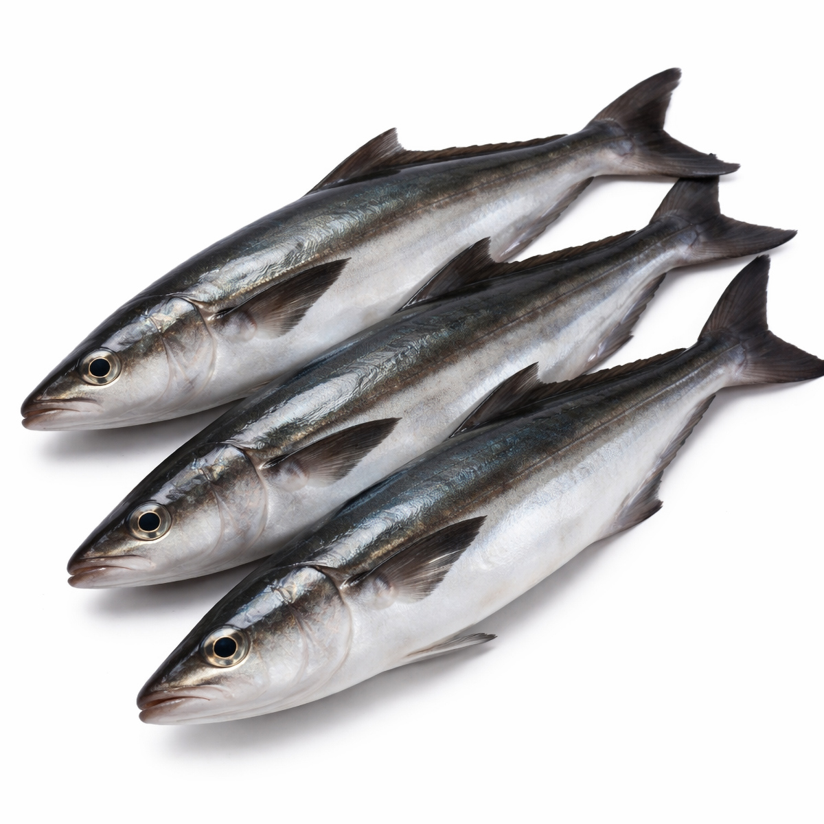 cobia-fish-01