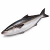 Cobia Fish (Full)