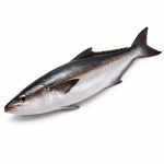 cobia-fish-02