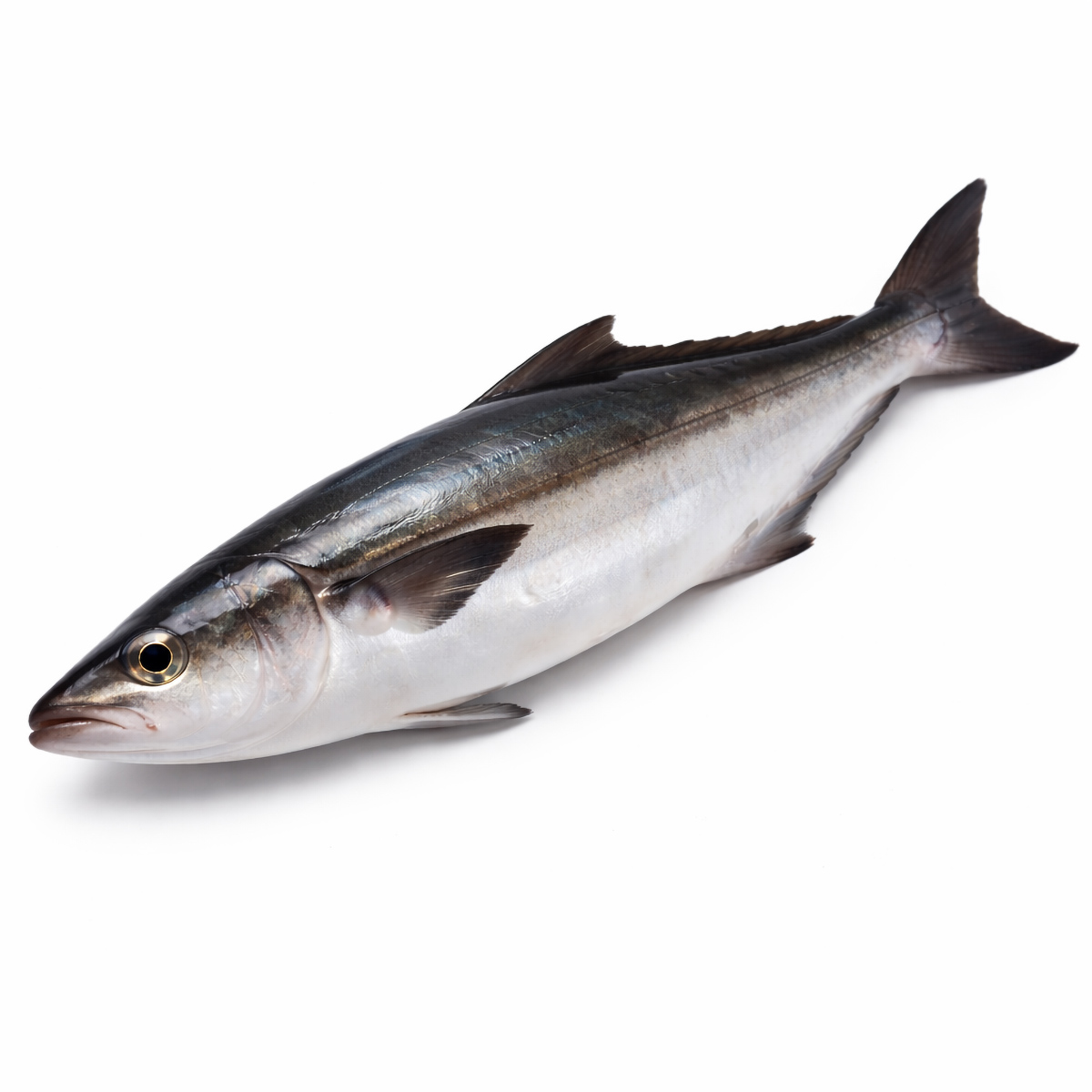 cobia-fish-02