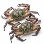 crab-blue-02