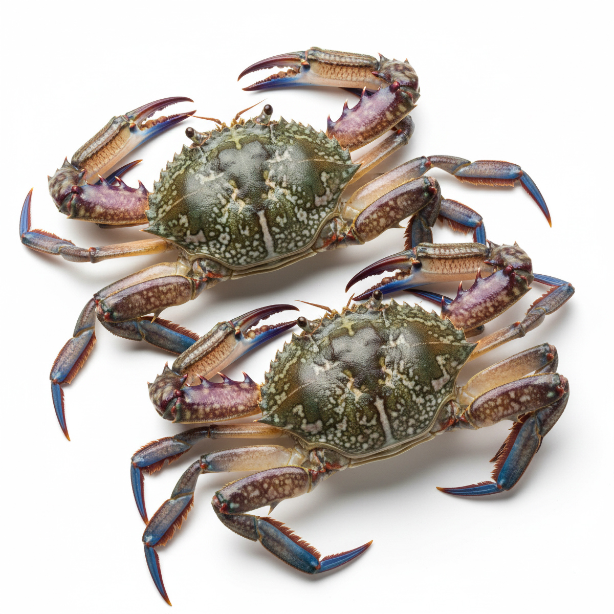 crab-blue-02