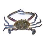 crab-blue-03