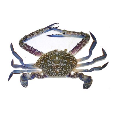 Blue Crab