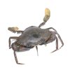 Live Crab