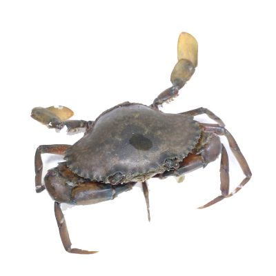 Live Crab
