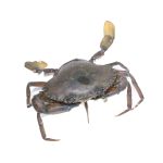 crab-live-02