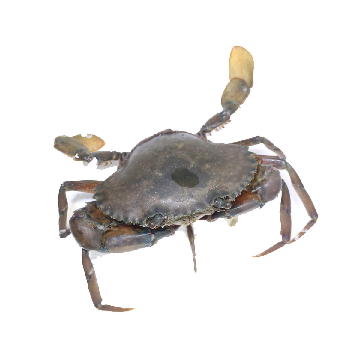 crab-live-02