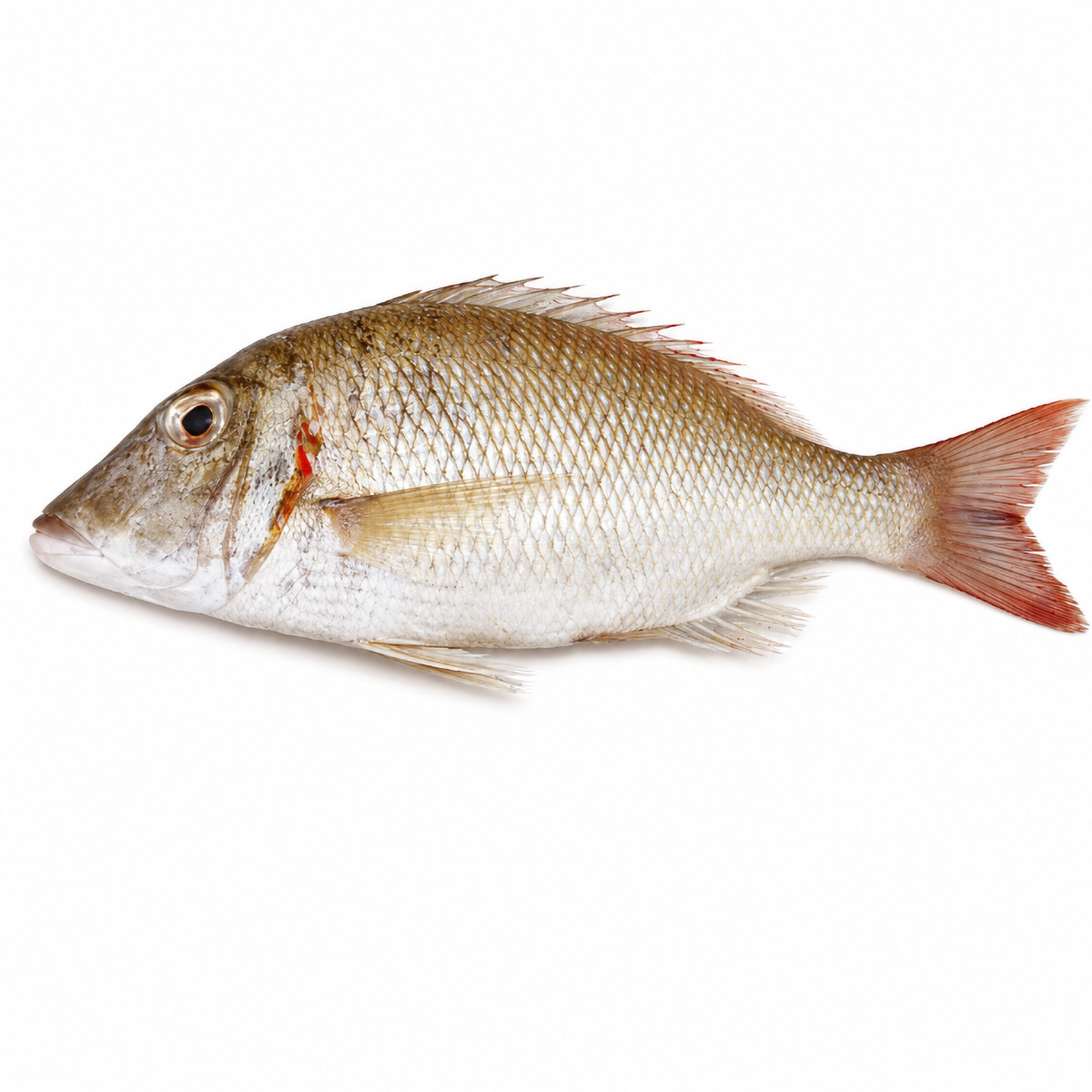 emperor-fish-04
