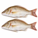 emperor-fish-05