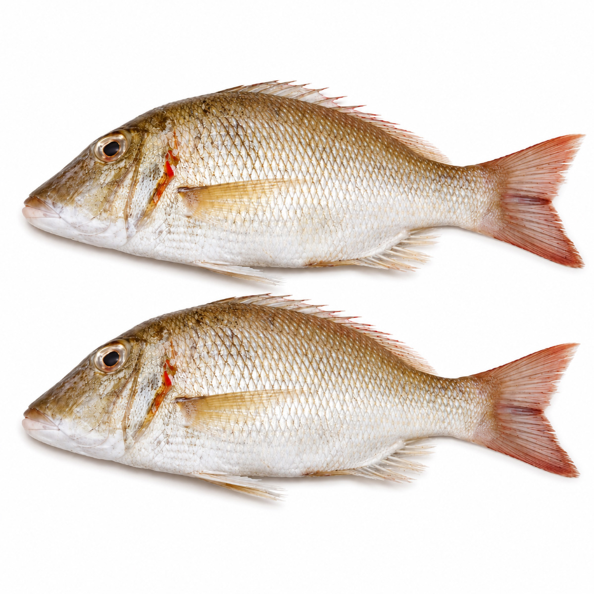 emperor-fish-05