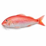 goat-fish-02