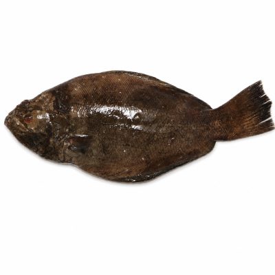 Indian Halibut