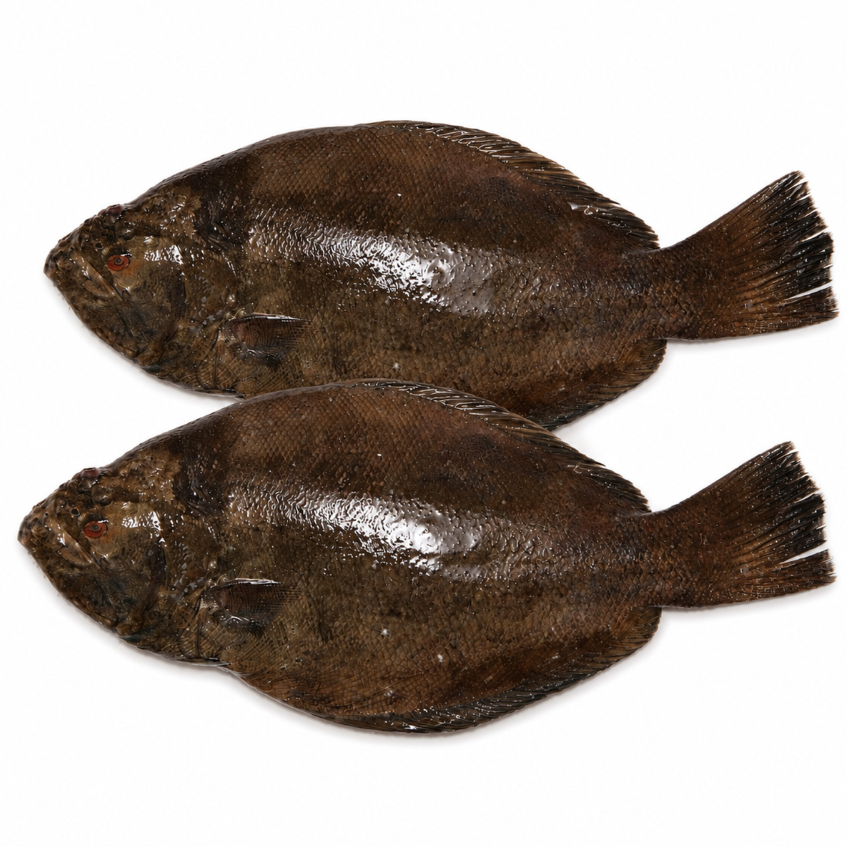 indian-halibut-04