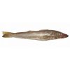 Lady Fish