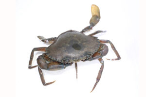 live-crab