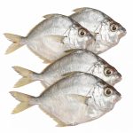 pony-fish-01