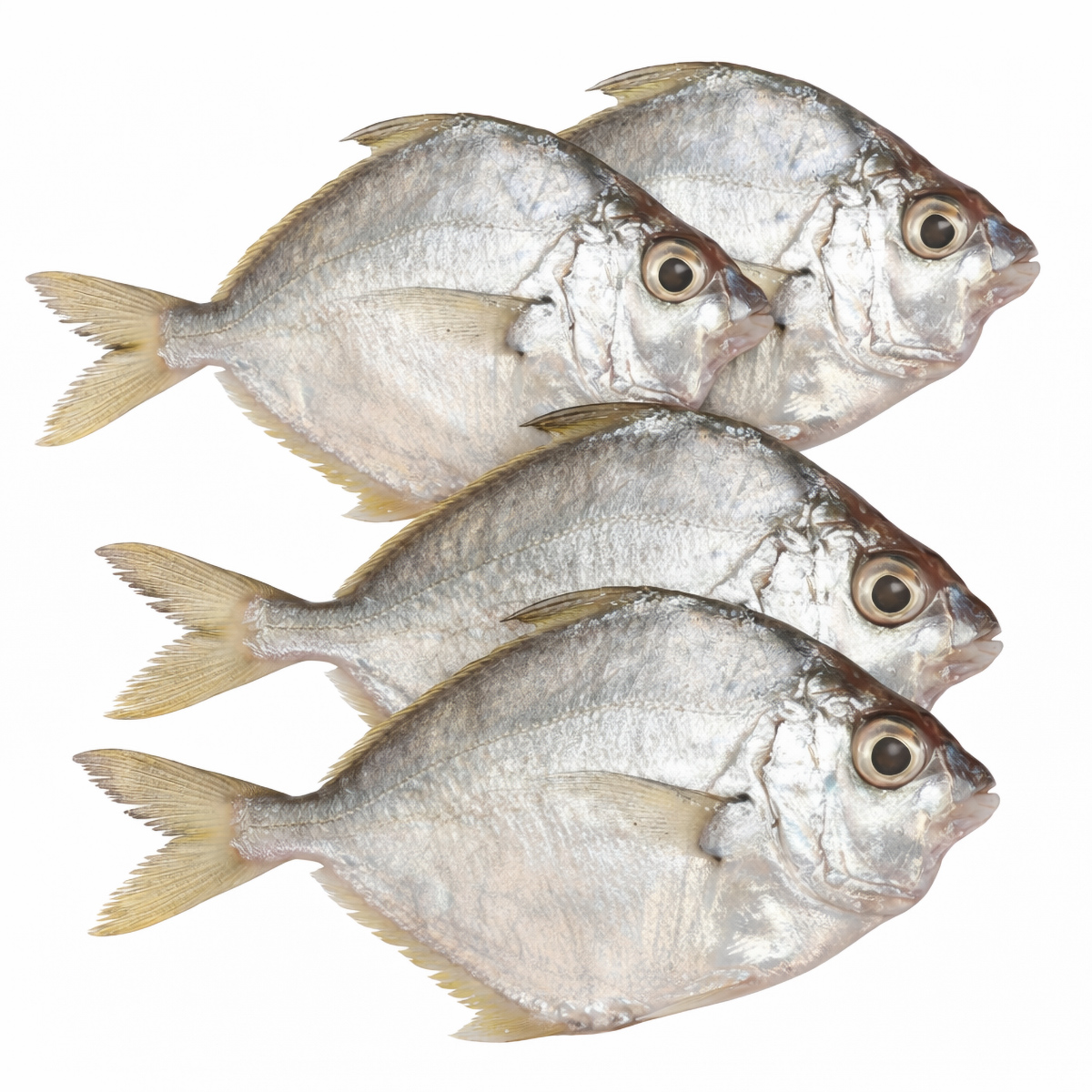 pony-fish-01