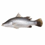 sea-bass-betki-02